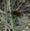 Bombylius sp.